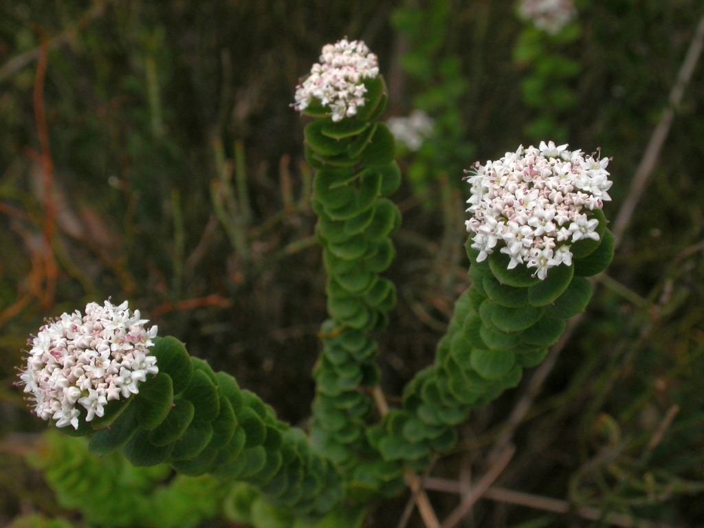 Platysace lanceolata (hero image)