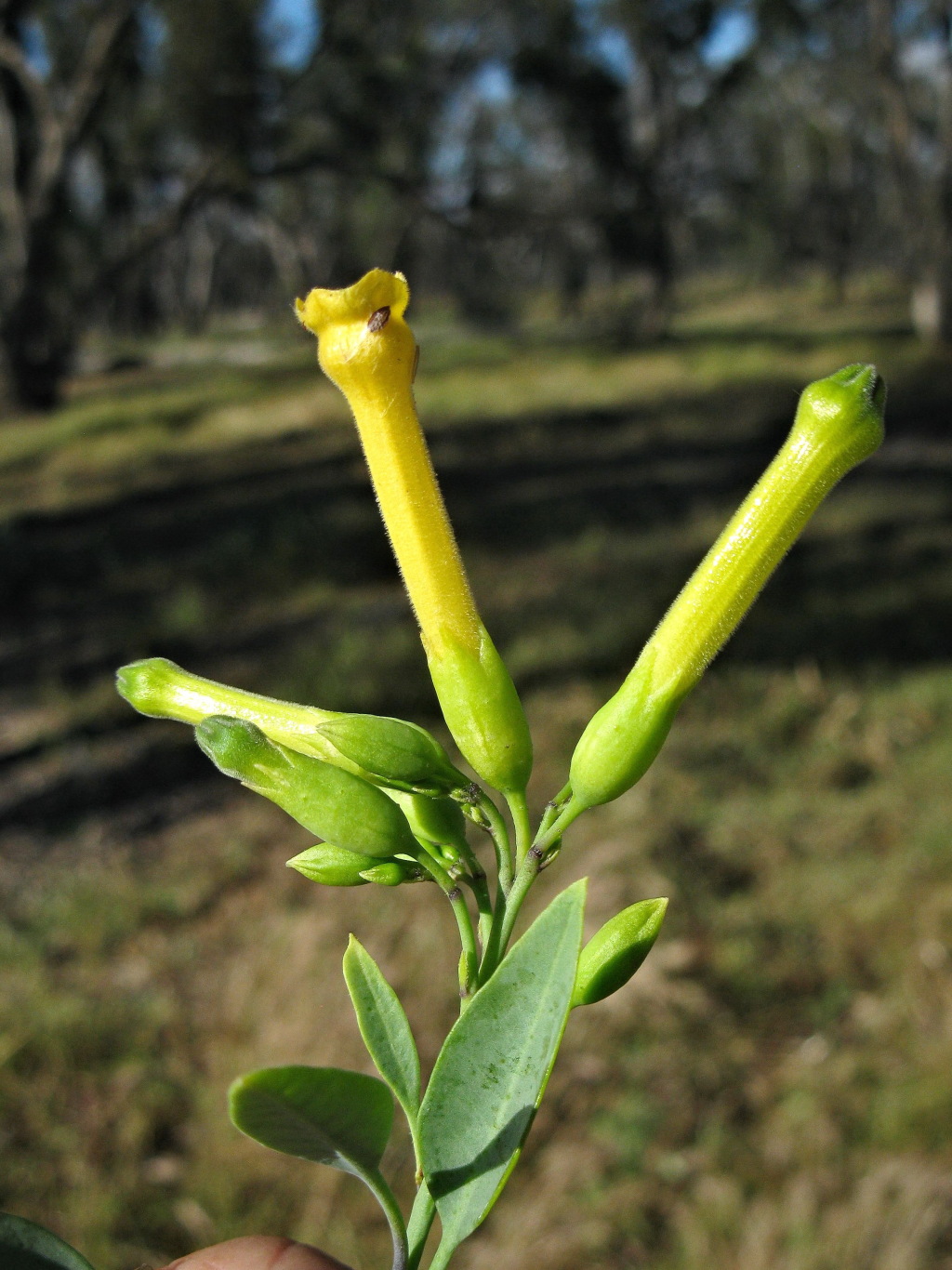 Nicotiana glauca (hero image)