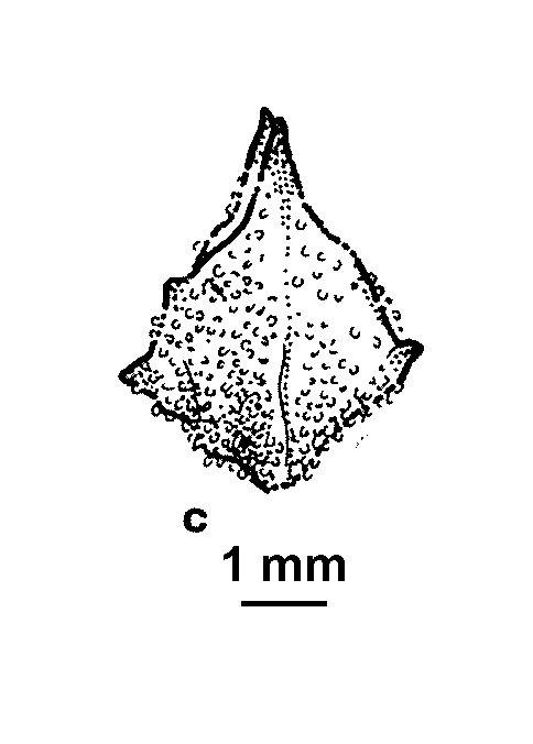 Atriplex patula (hero image)