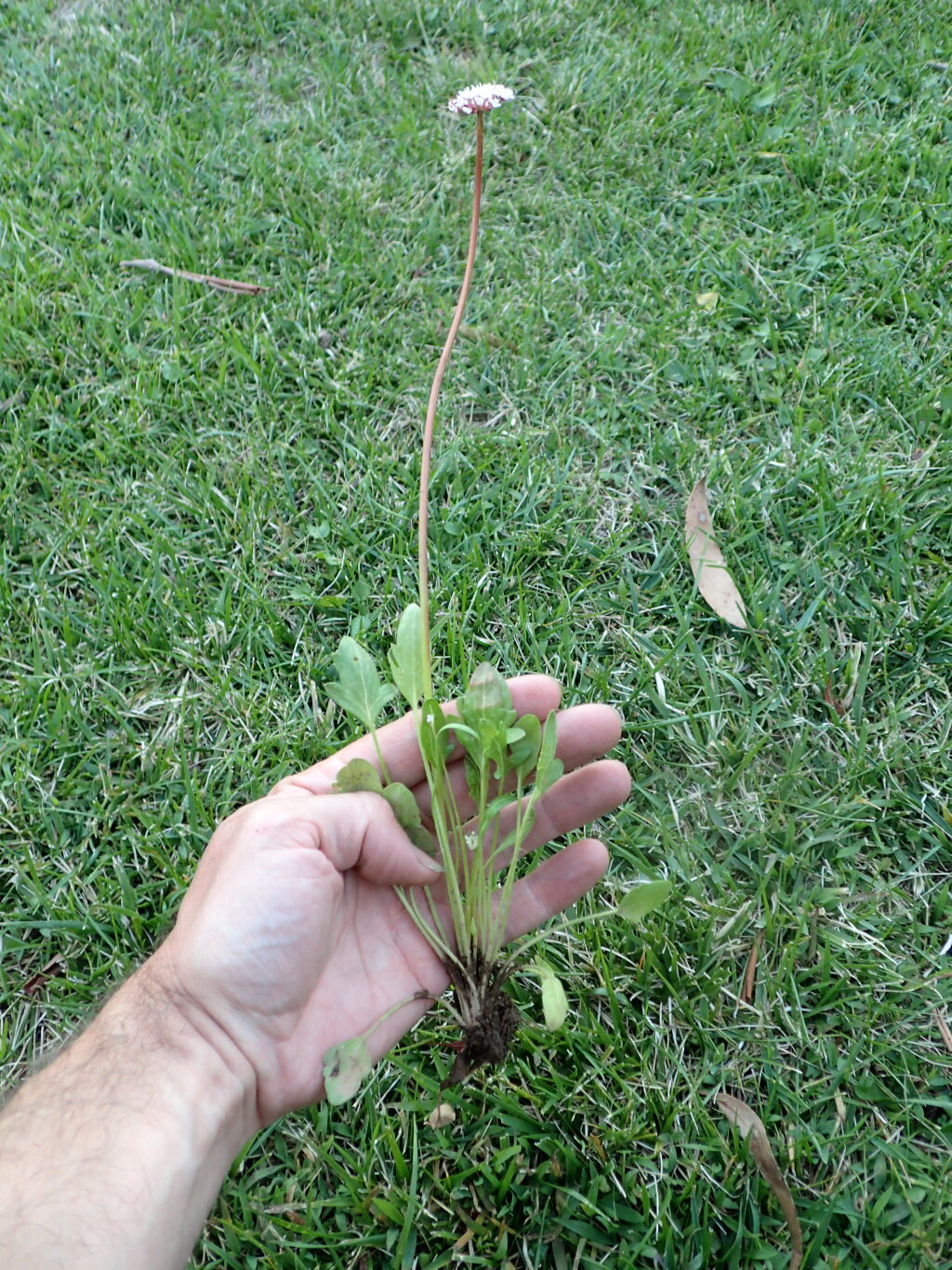 Trachymene humilis subsp. humilis (hero image)