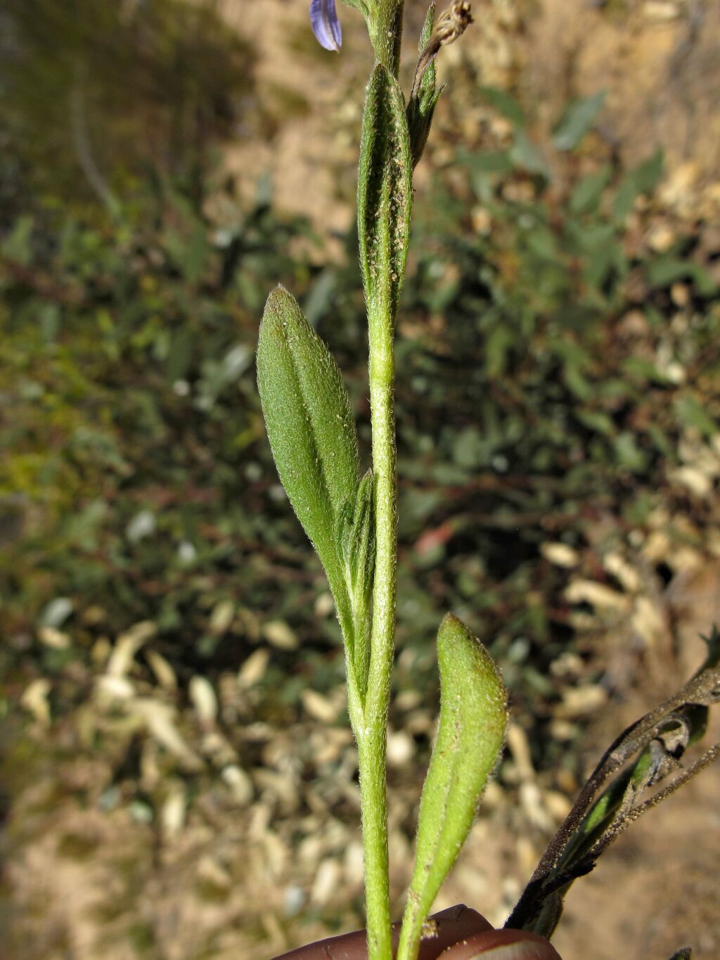 Scaevola aemula (hero image)