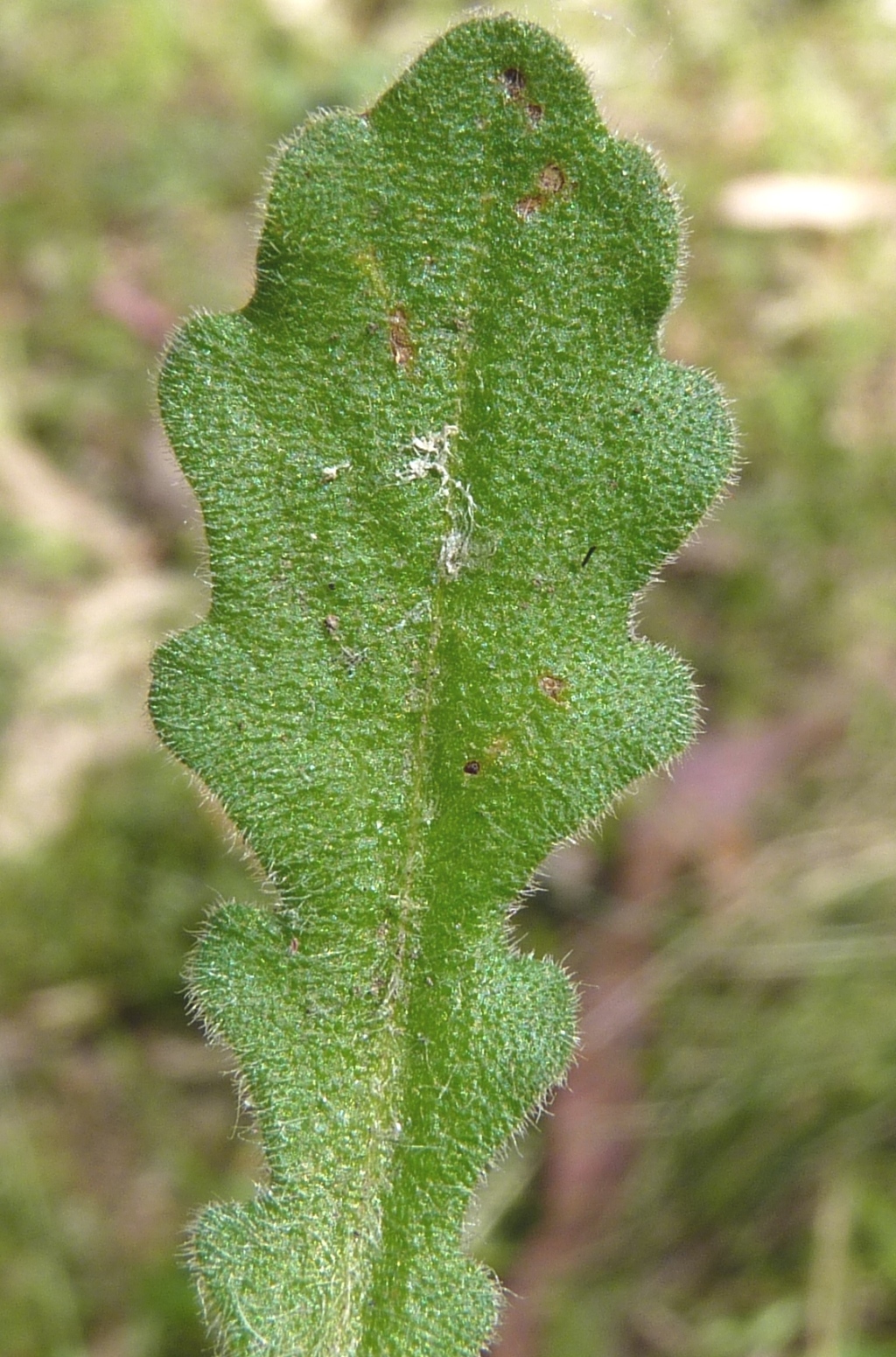 Lagenophora stipitata (hero image)