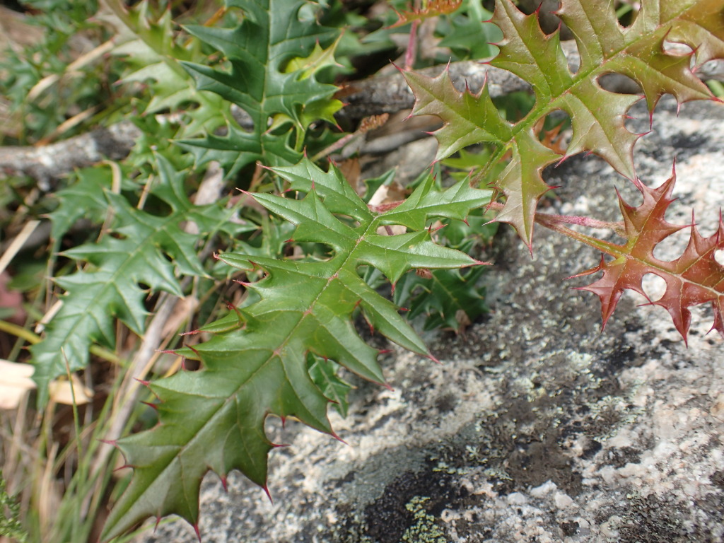 Grevillea montis-cole (hero image)