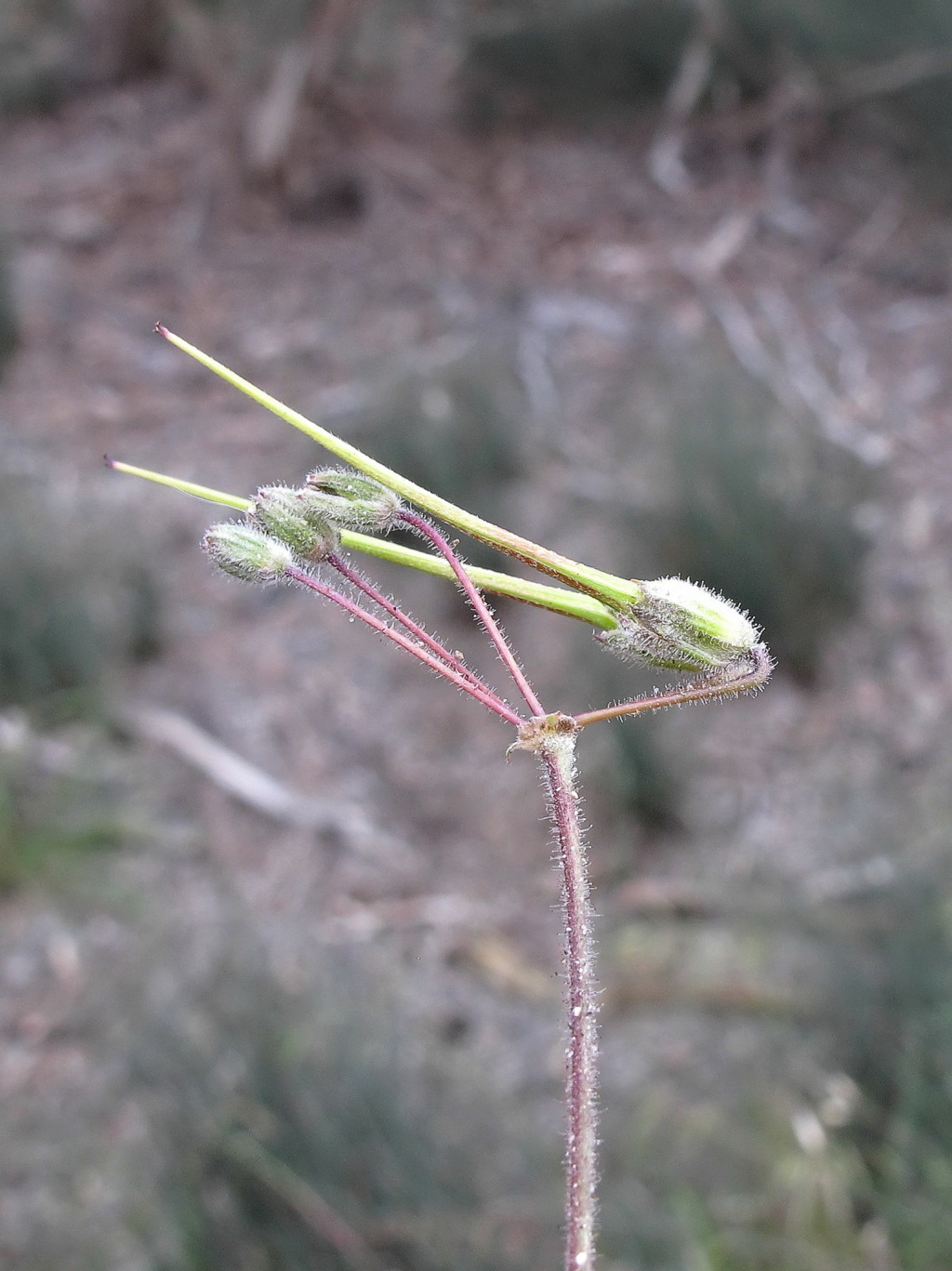 Erodium cicutarium (hero image)