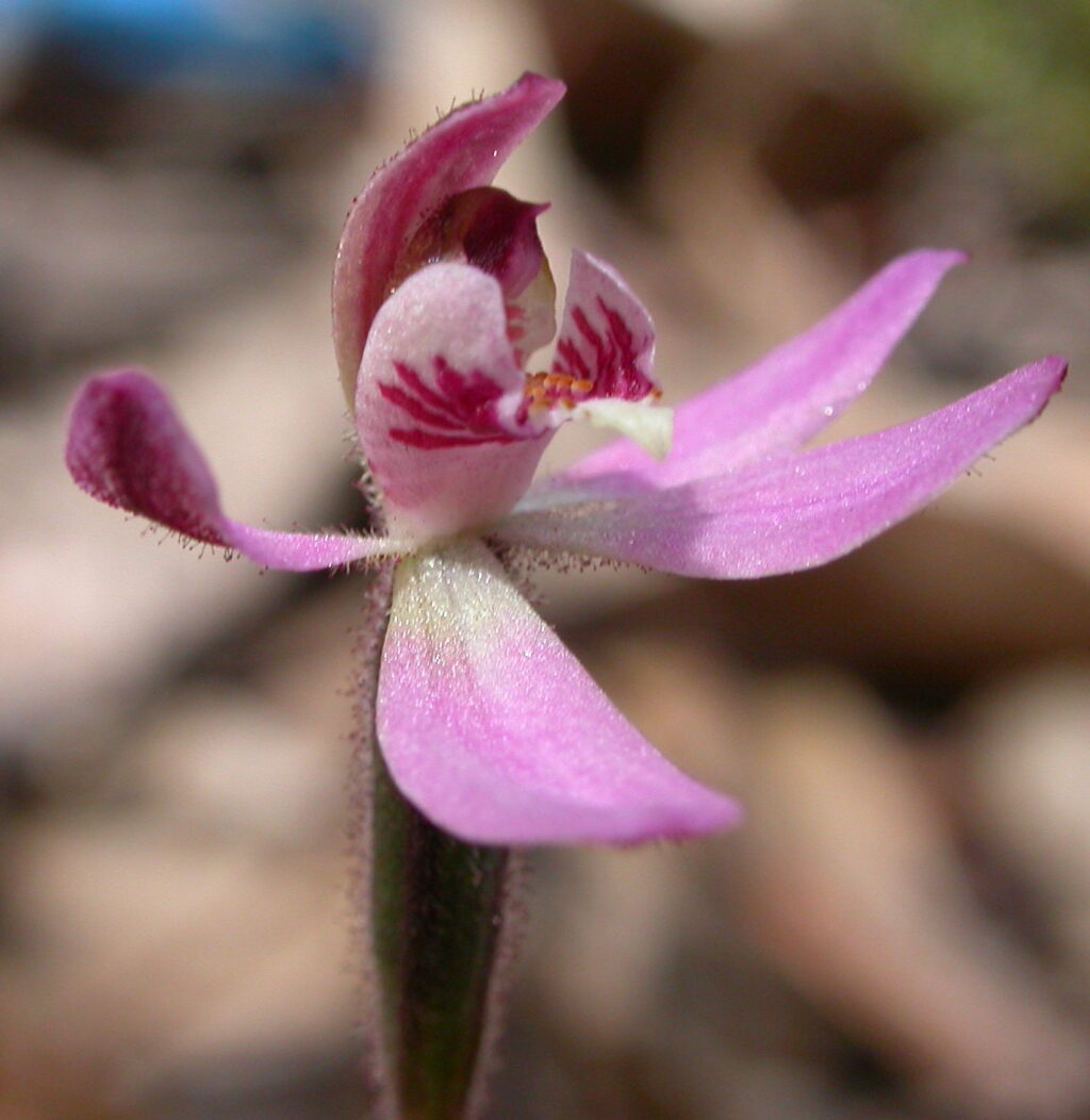 Caladenia pusilla (hero image)