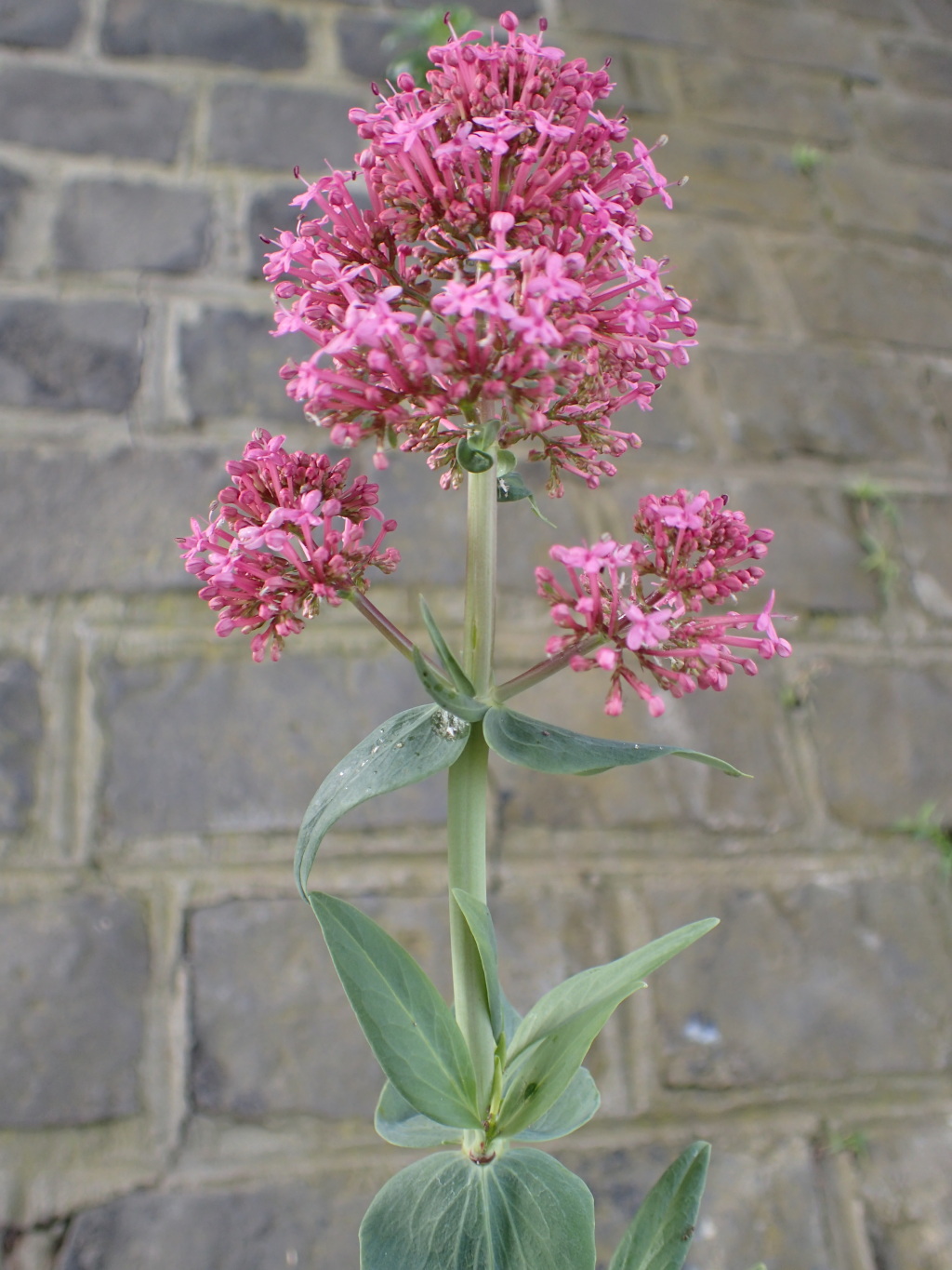 Centranthus ruber subsp. ruber (hero image)