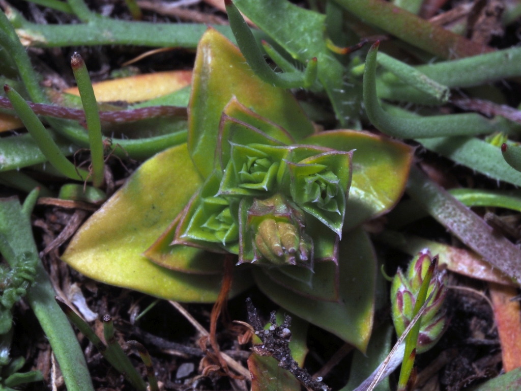 Gentianaceae (hero image)