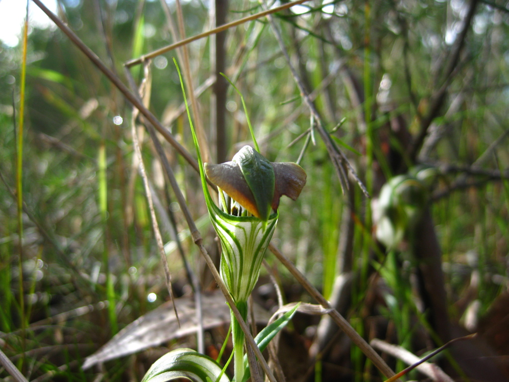 Pterostylis grandiflora (hero image)