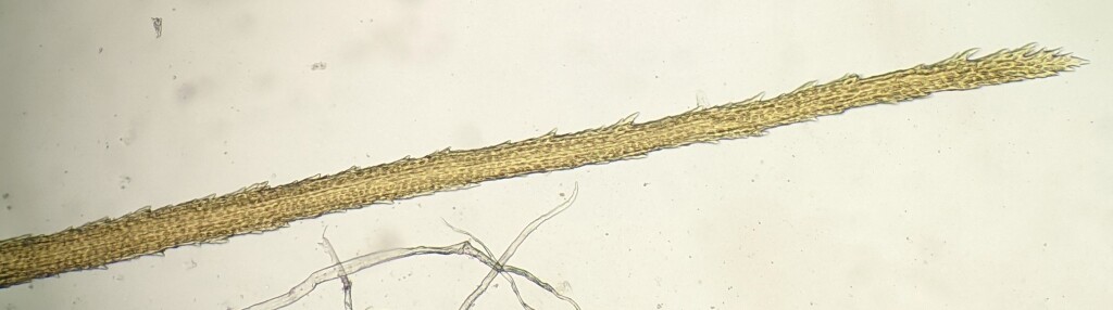 Dicranoloma menziesii (hero image)