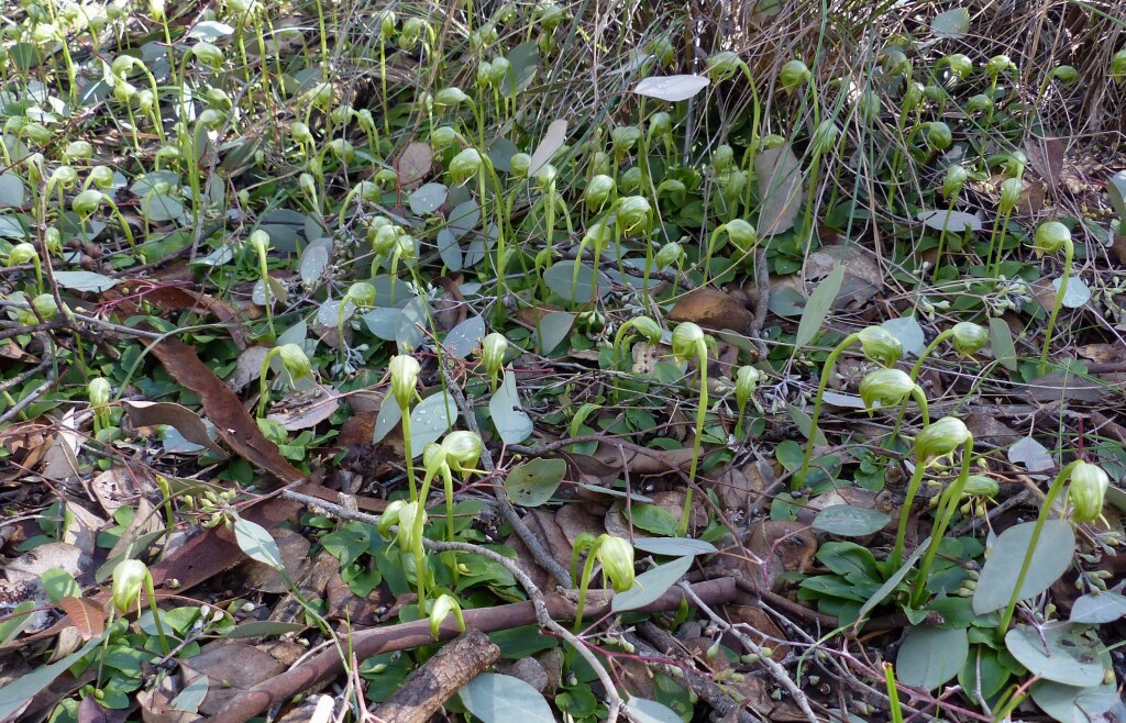 Pterostylis nutans (hero image)