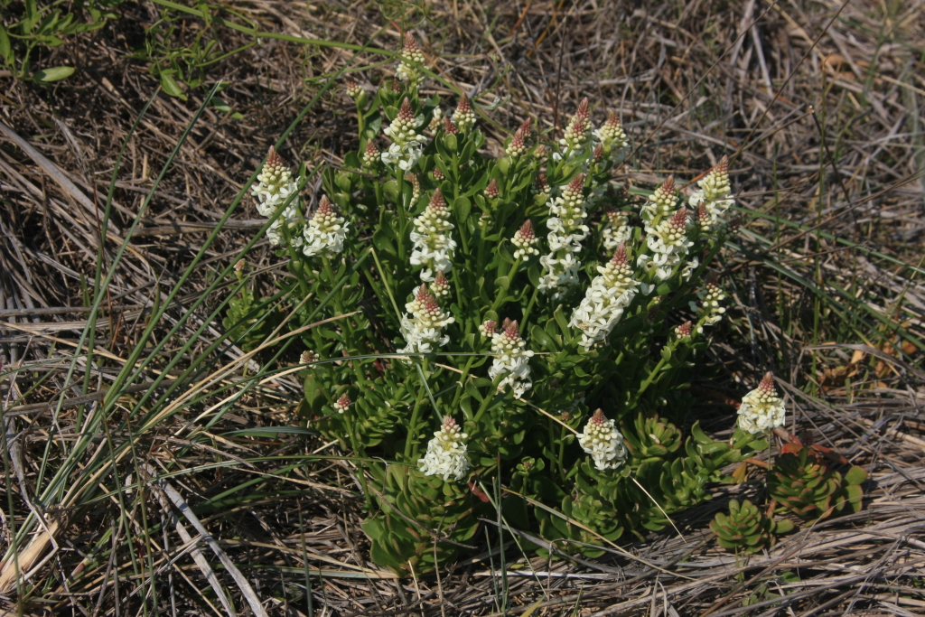 Stackhousia spathulata (hero image)