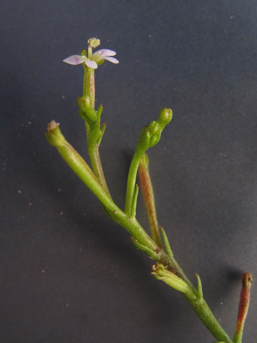 Stylidium (hero image)