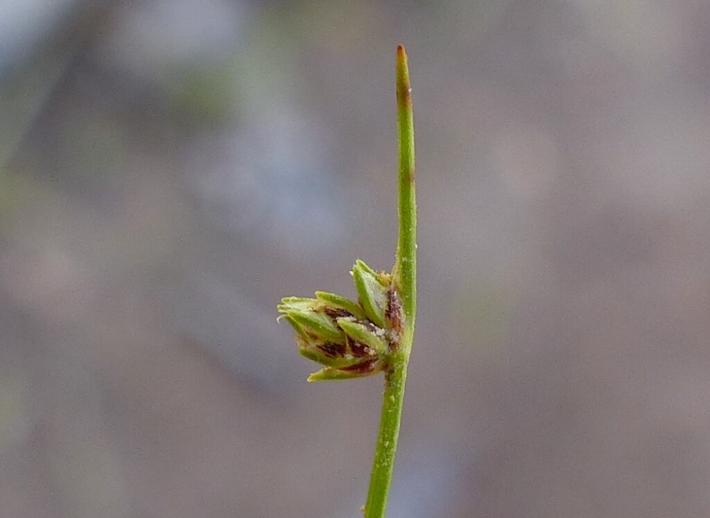 Isolepis subtilissima (hero image)