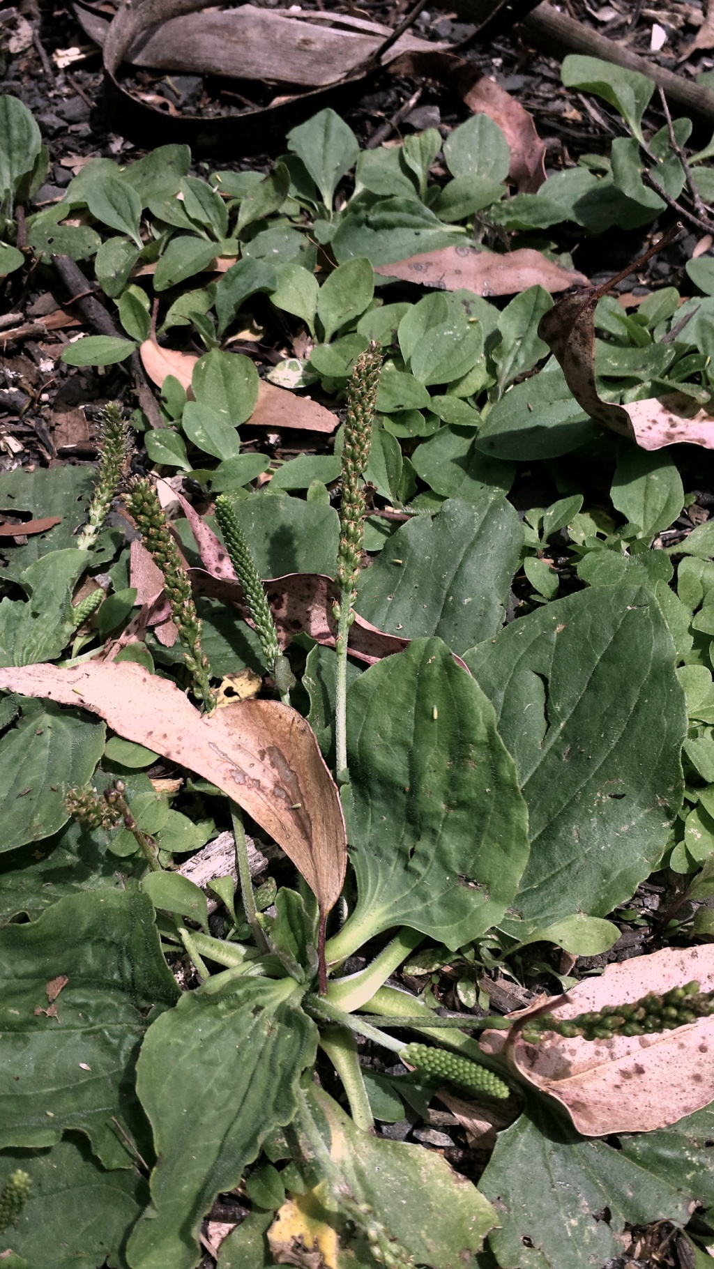 Plantago major (hero image)