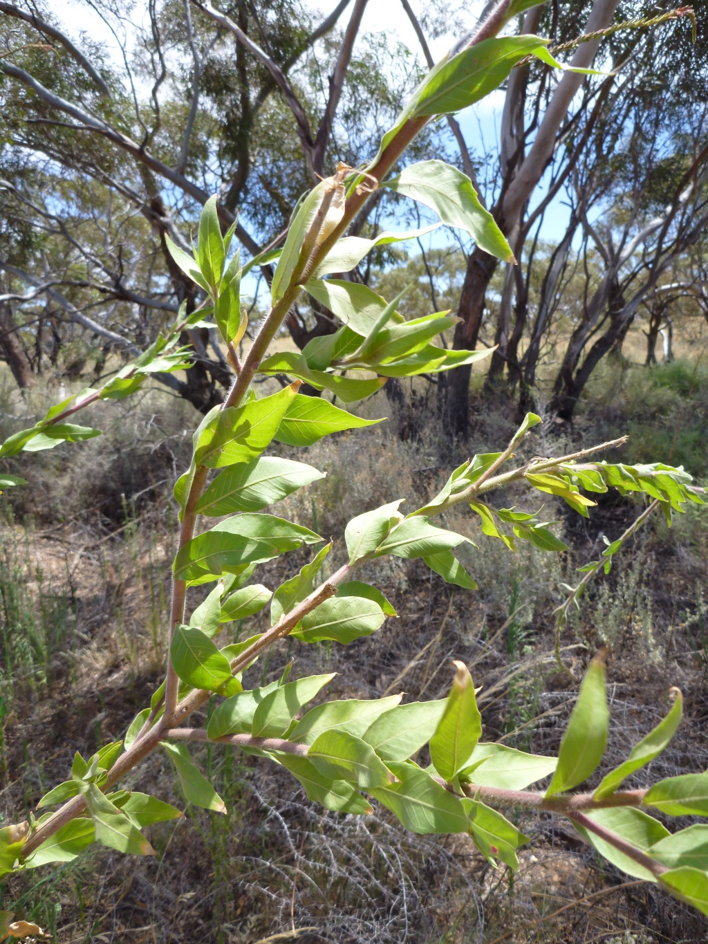 Oenothera curtiflora (hero image)