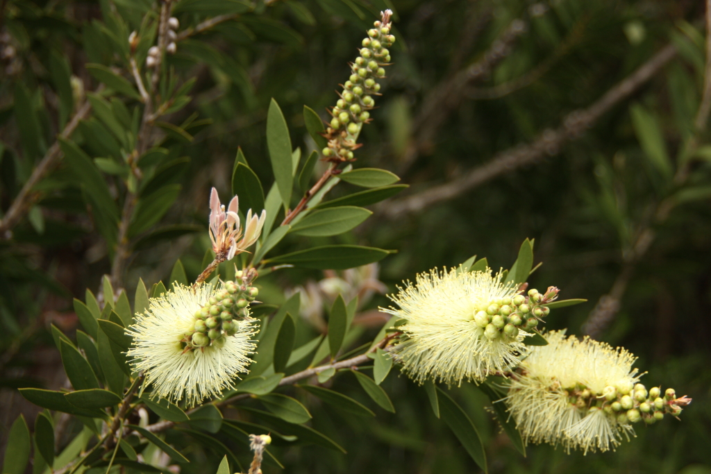 Callistemon pallidus (hero image)