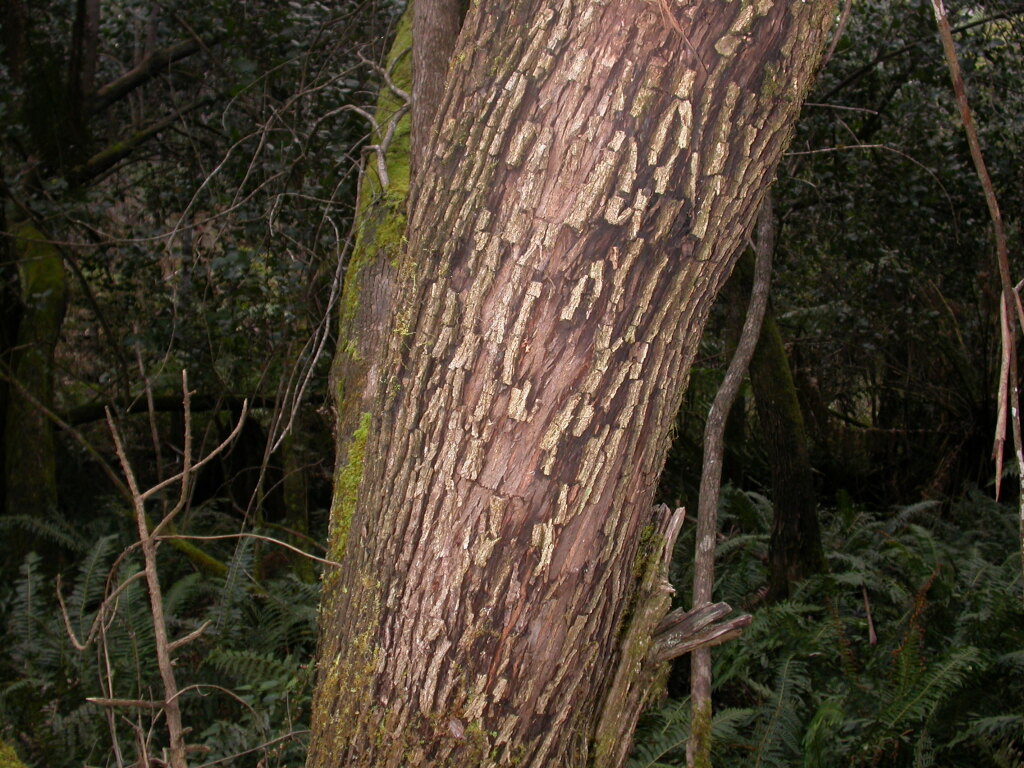 Eucalyptus neglecta (hero image)