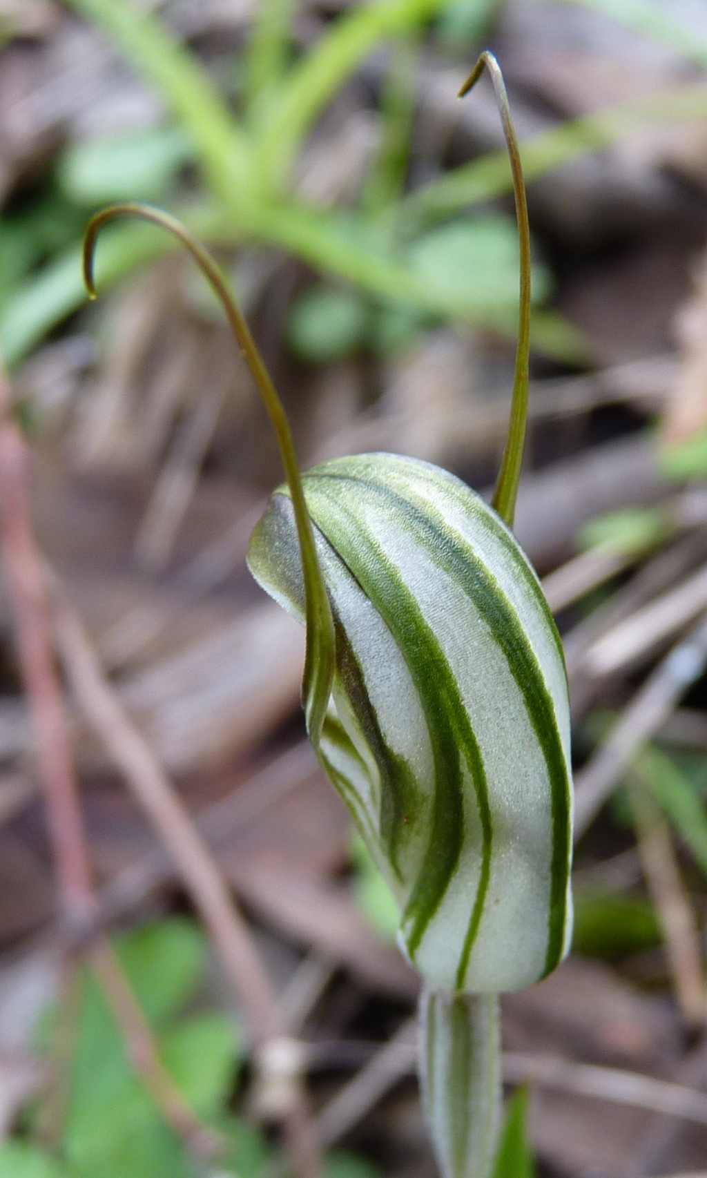 Pterostylis striata (hero image)