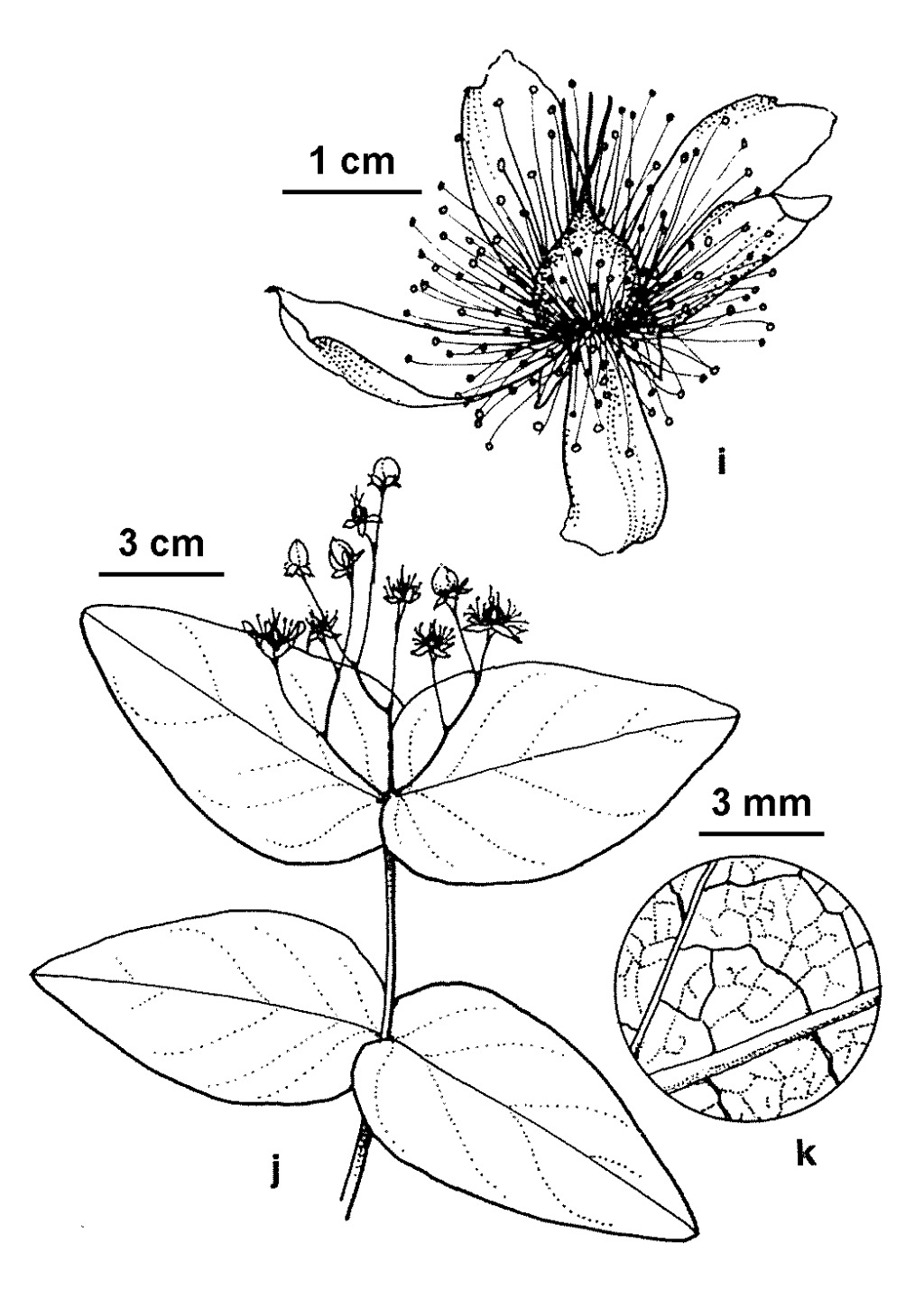 Hypericum grandifolium (hero image)