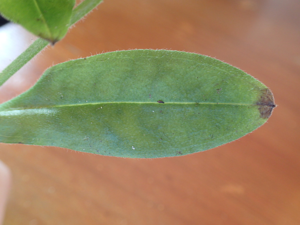 Myosotis sylvatica (hero image)