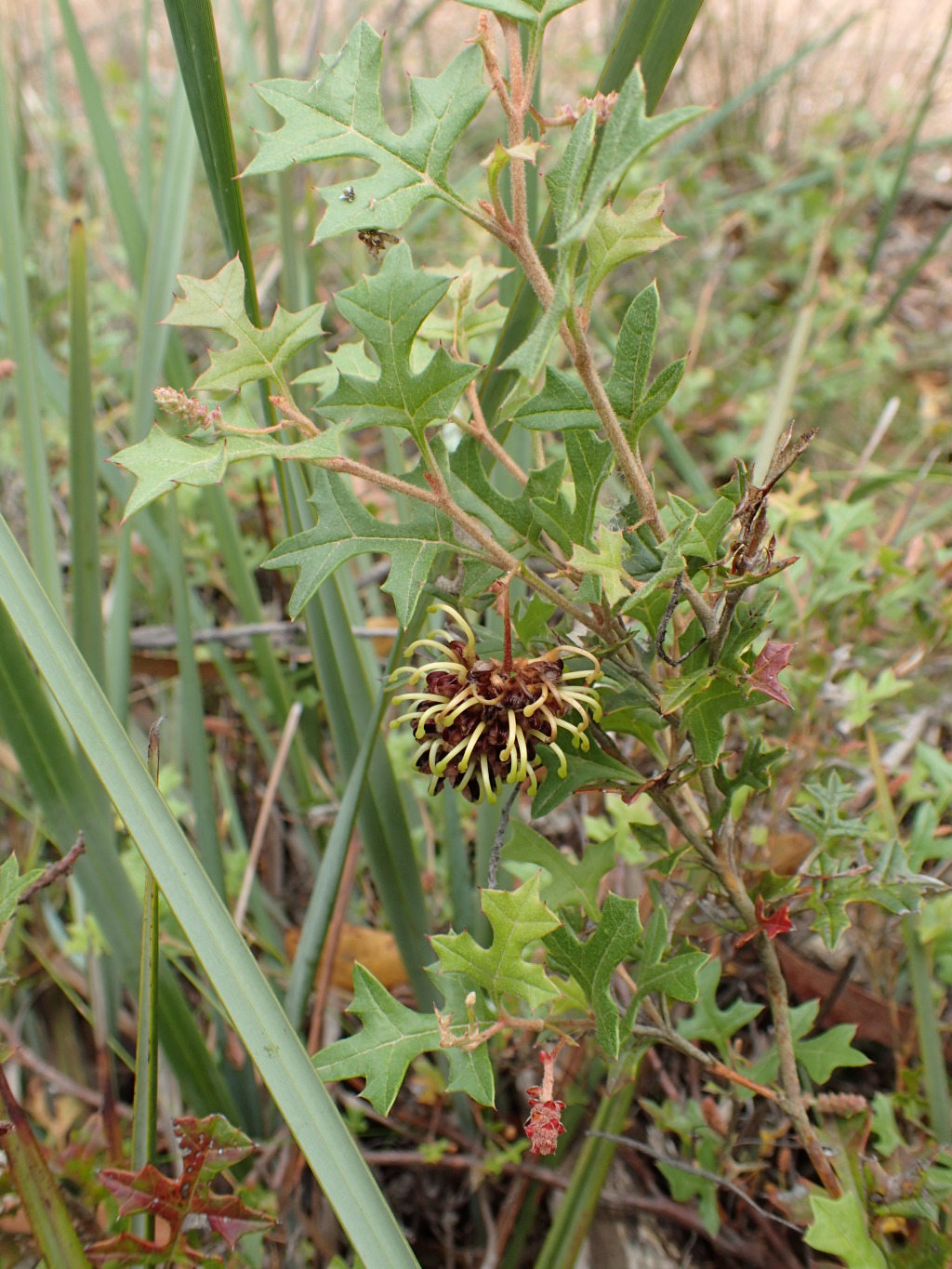 Grevillea floripendula (hero image)