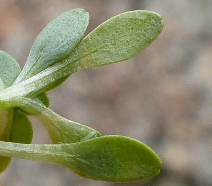 Callitriche brutia (hero image)