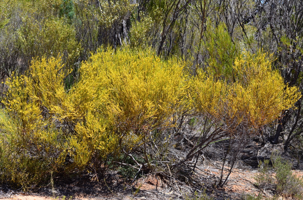 Choretrum glomeratum var. chrysanthum (hero image)