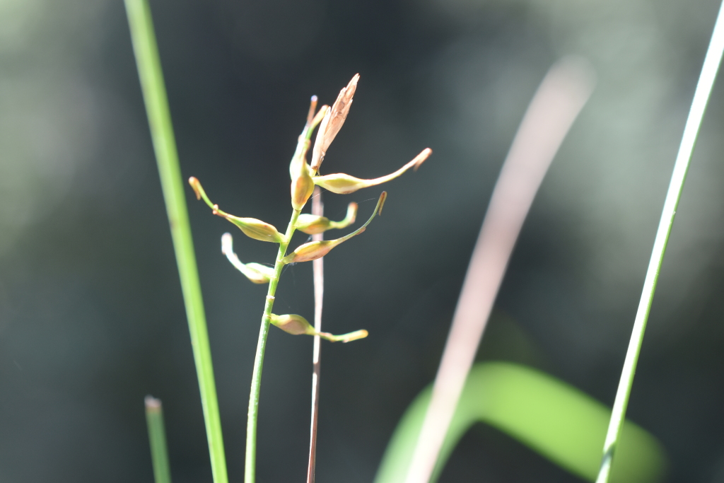 Carex flaccida (hero image)