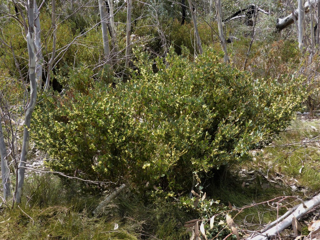 Acacia alpina (hero image)