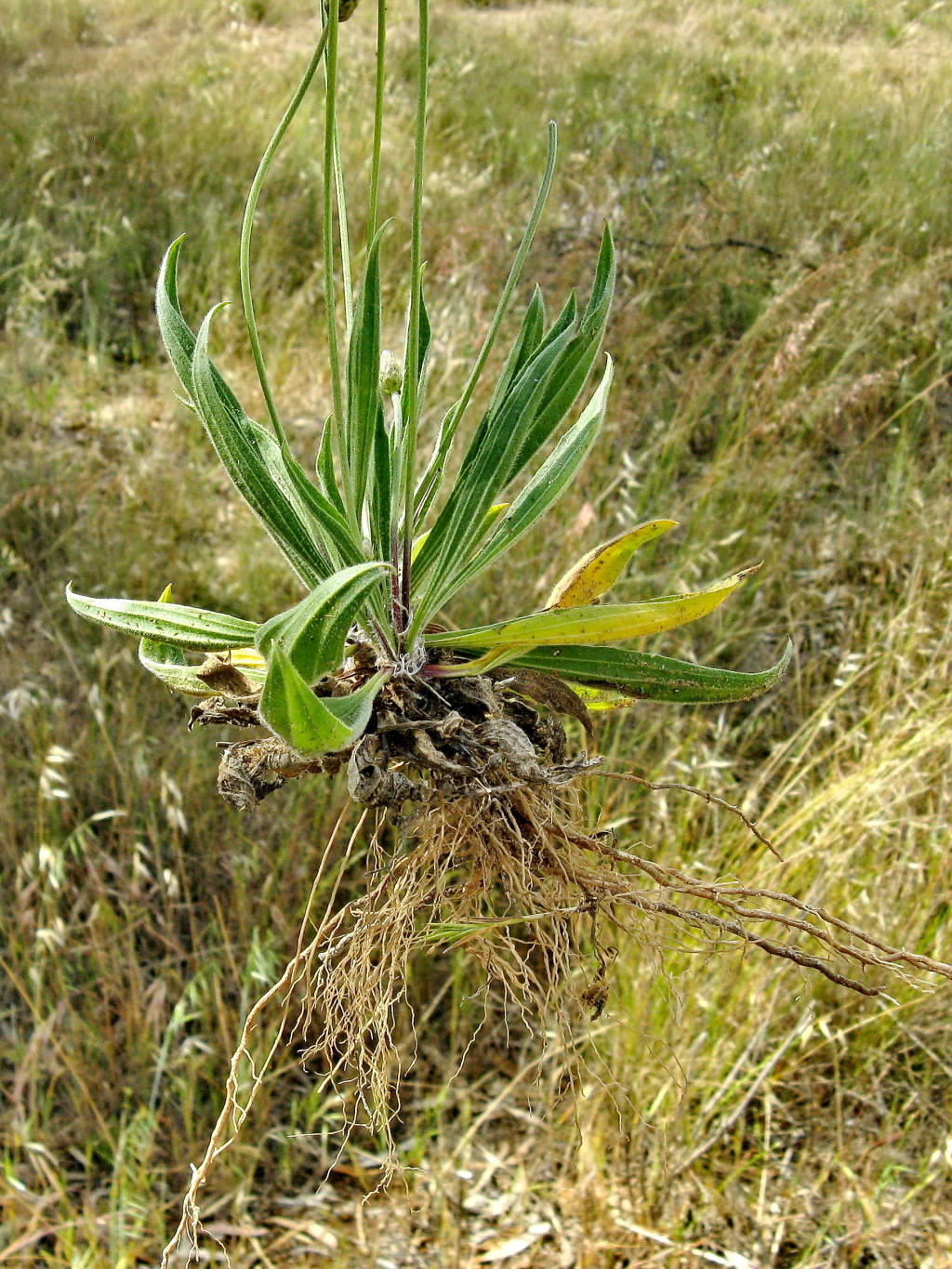 Plantago lanceolata (hero image)