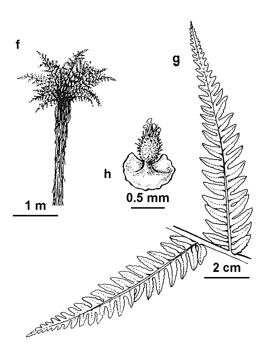 Cyathea ×marcescens (hero image)