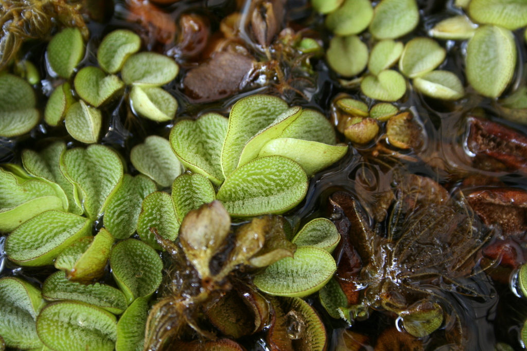 Salvinia molesta (hero image)