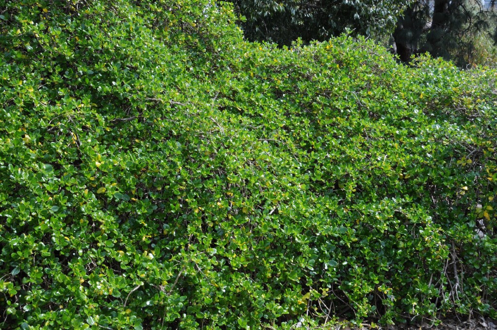 Coprosma repens (hero image)