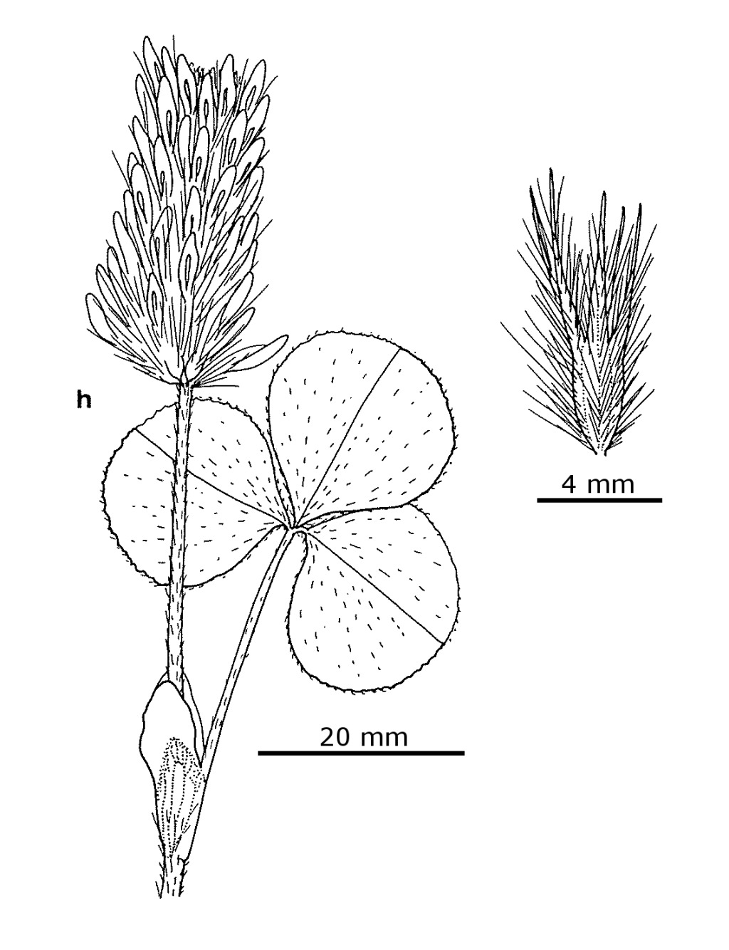 Trifolium incarnatum var. incarnatum (hero image)