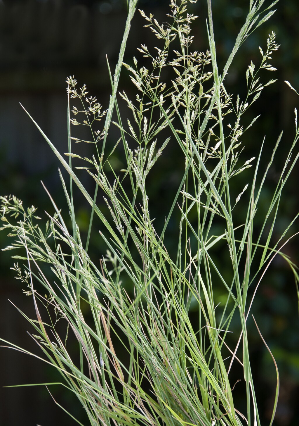 Agrostis capillaris (hero image)