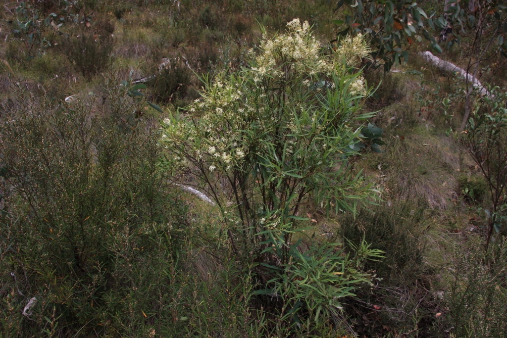 Lomatia myricoides (hero image)