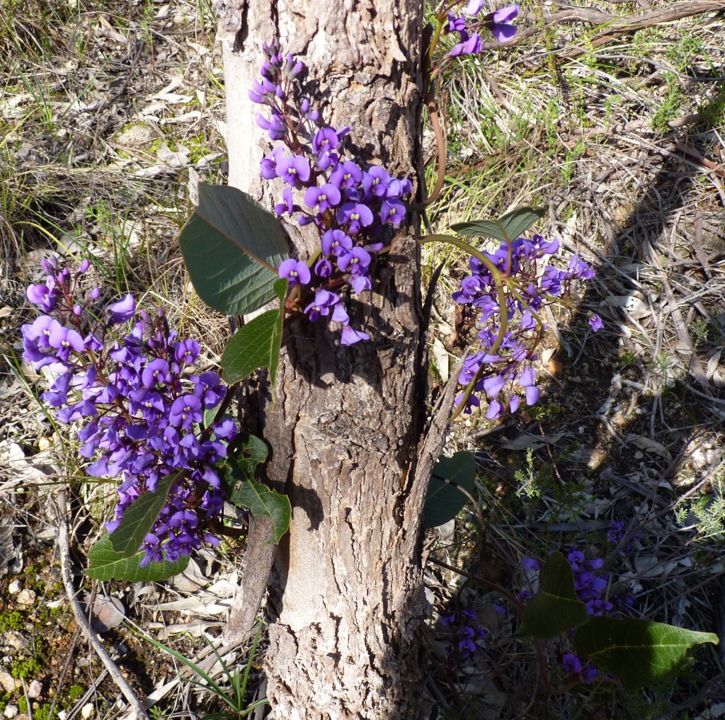 Hardenbergia (hero image)