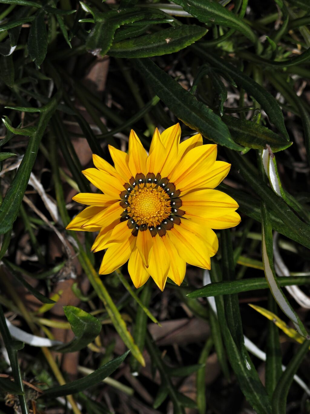 Gazania linearis (hero image)