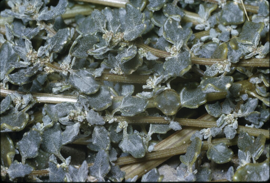 Chenopodium glaucum (hero image)