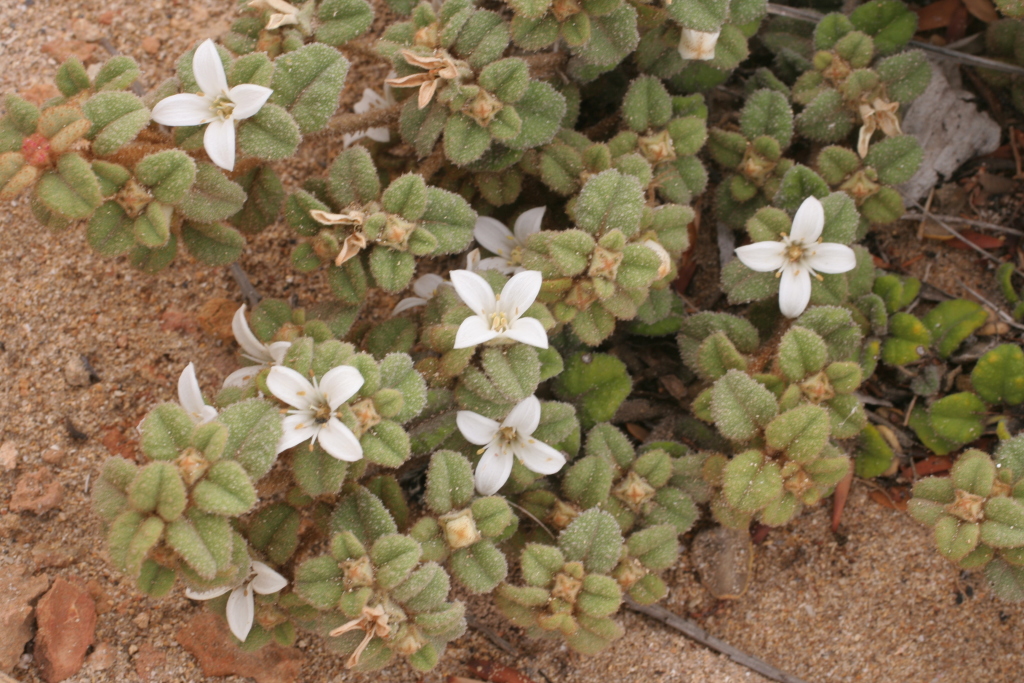 Correa alba var. pannosa (hero image)
