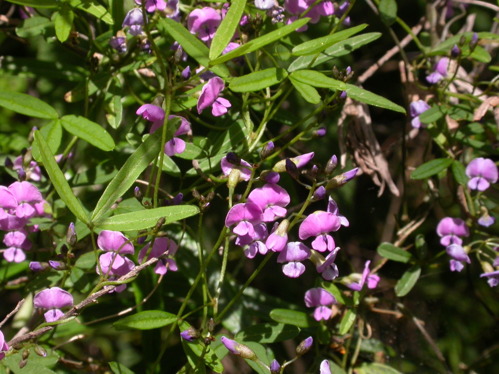 Glycine clandestina (hero image)