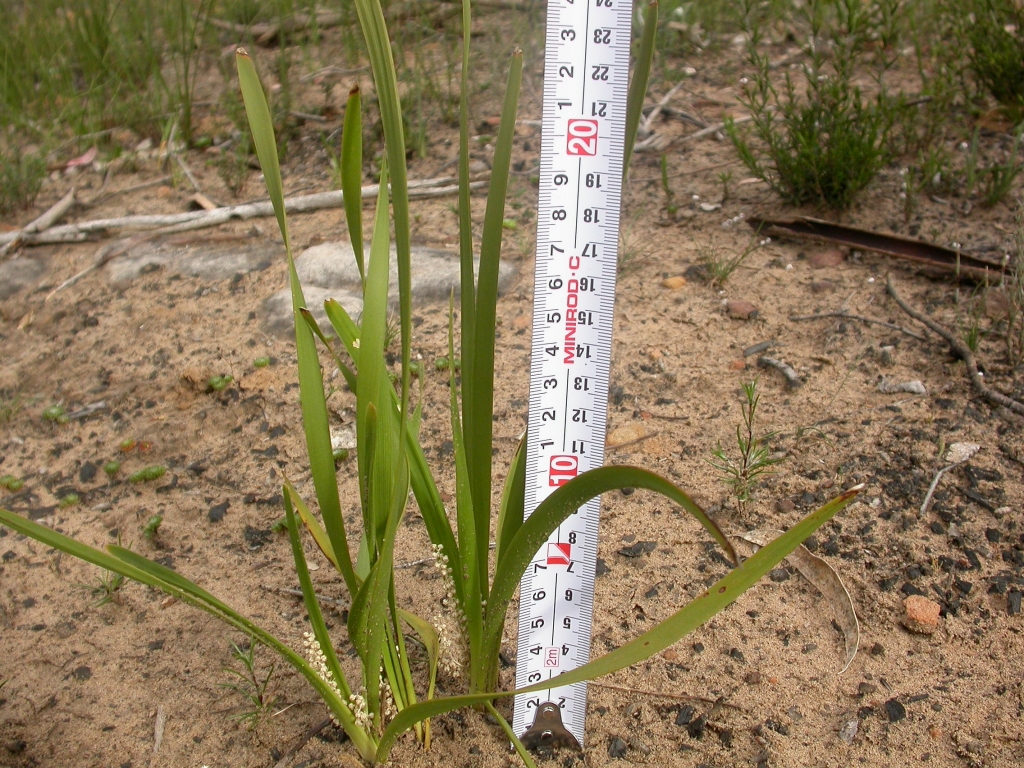 Lomandra filiformis subsp. coriacea (hero image)