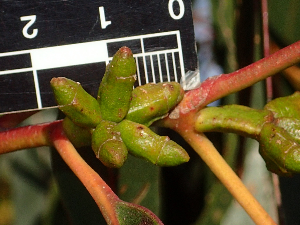 Eucalyptus litoralis (hero image)