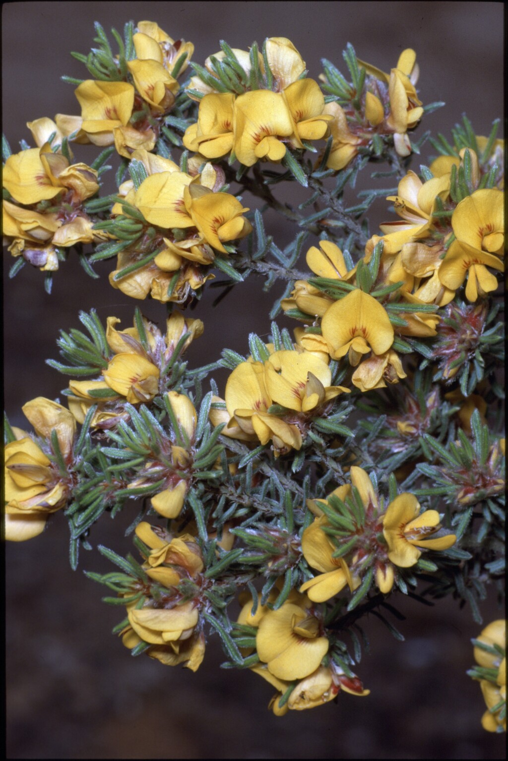 Pultenaea daltonii (hero image)