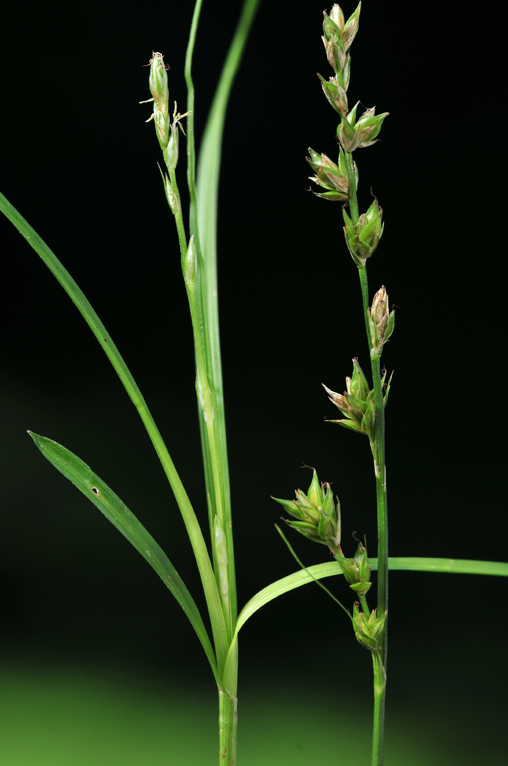 Carex divulsa (hero image)