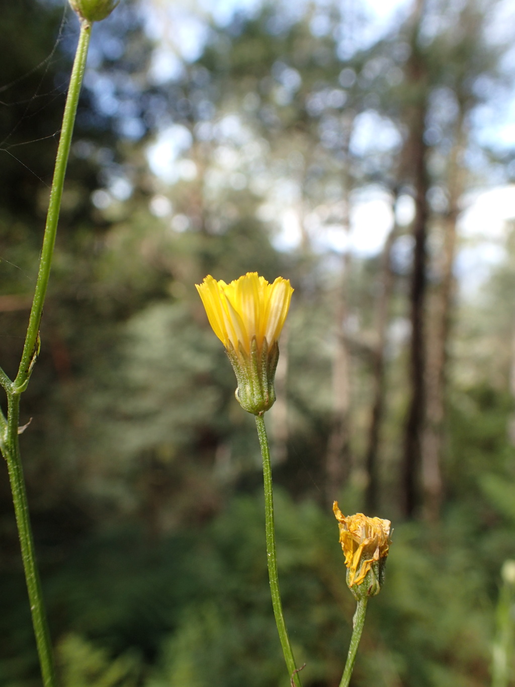 Crepis capillaris (hero image)