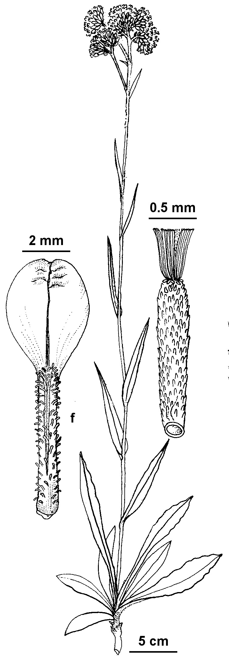 Podolepis hieracioides (hero image)