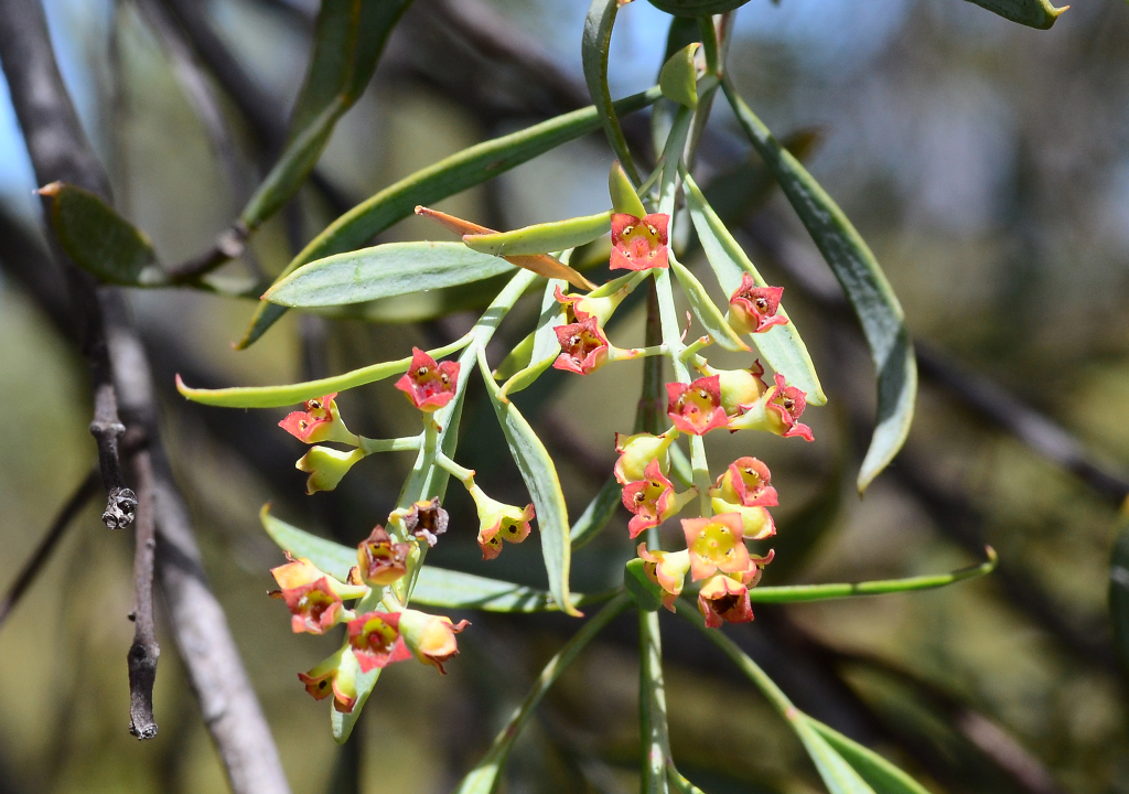 Santalum murrayanum (hero image)