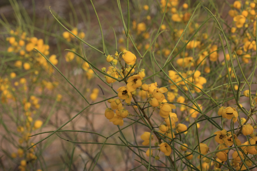 Senna artemisioides subsp. filifolia (hero image)