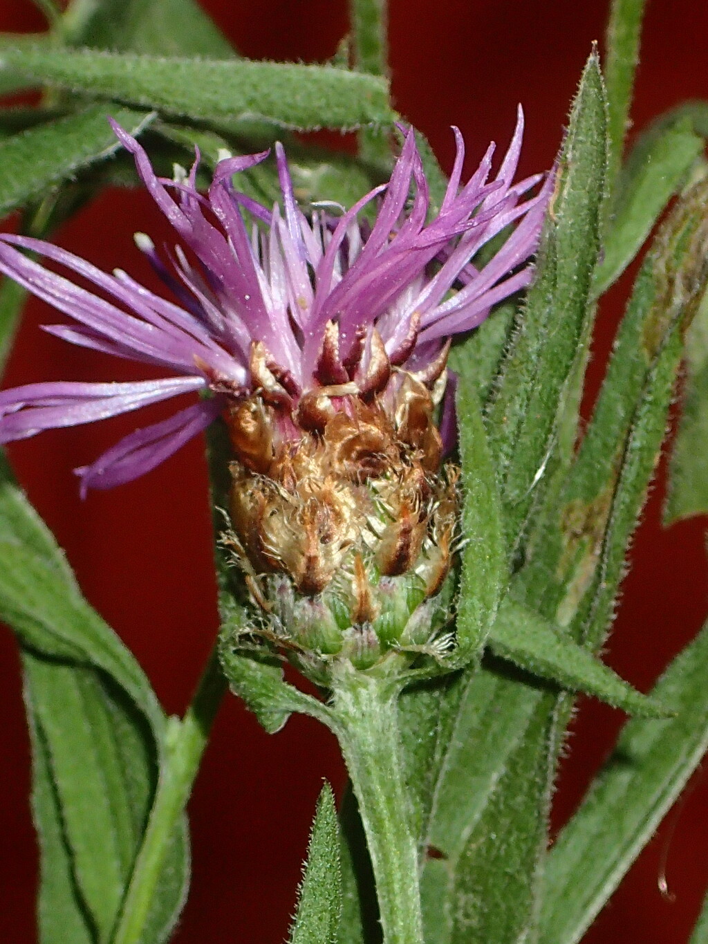 Centaurea jacea (hero image)